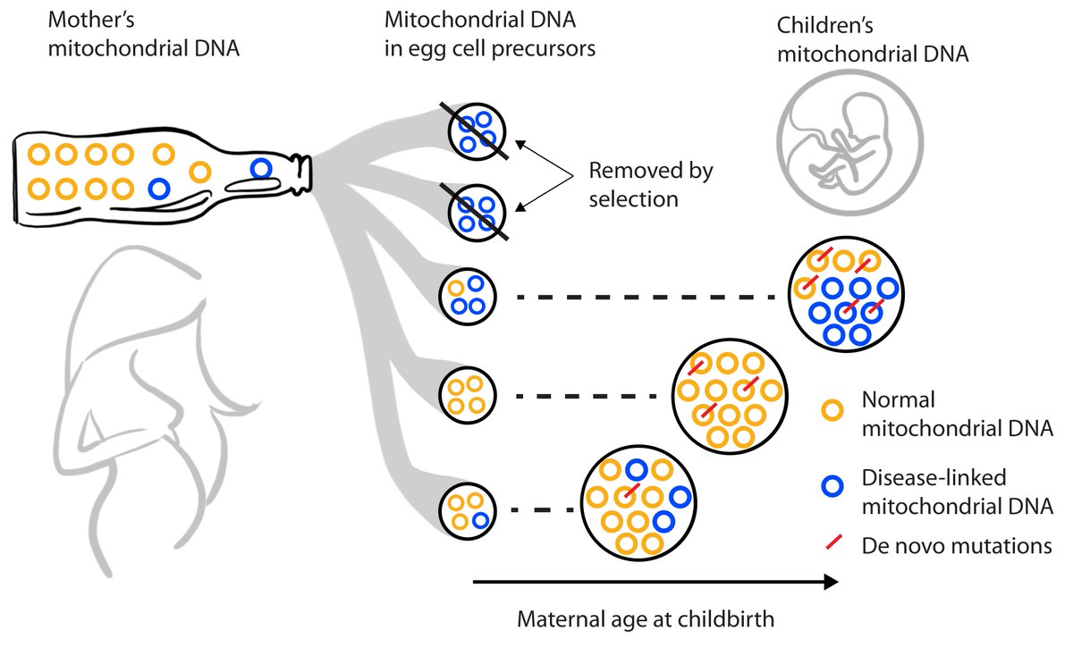 "Bottleneck and selection in the germline and maternal age influence transmission of mitochondrial DNA in human pedigrees". Read our #PNAS paper - work by @A_A_Zaidi, Wilton, Su, <a href="/ianpaulmd/">Ian Paul, MD</a>, <a href="/Arbeithuber/">Barbara Arbeithuber</a>, Anthony, <a href="/nekrut/">Anton Nekrutenko 🇺🇦</a> &amp; <a href="/ras_nielsen/">Rasmus Nielsen</a>.  #mitochondria   pnas.org/content/early/…