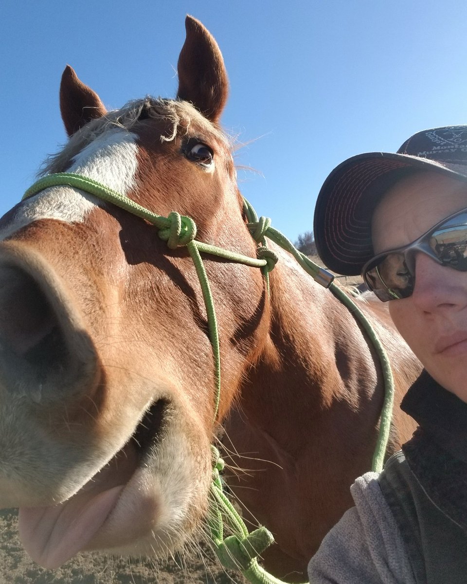 CatalystCattle's tweet photo. What a joker this Mustang is! She is the best! 
#catalystcattle #Montana #thisranchlife #murraygrey #murraygreyinternational #mustangs #wildhorses #photobomb #joker #horses #selfie #horselover #thisissthelife #equine #equinephotography https://t.co/iWTmPK4Kfw