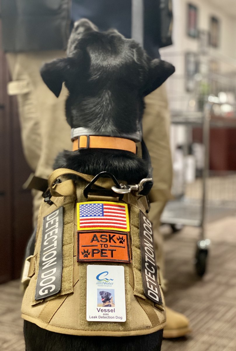 CAWDetectiveDog's tweet photo. It’s official! Got my name badge. I guess they’re keeping me! 😁🐾 #weareCAW #CAWdetectivedog #dogswithjobs @rDogsWithJobs @mikeroweworks https://t.co/VMdU9qJmi3