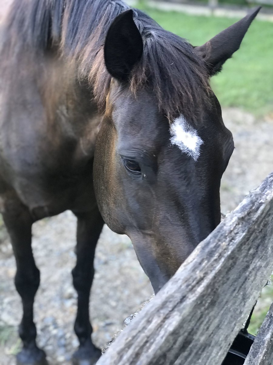 Horse educational kit available at abc-crate.com 
#homeschoolresources  #preschoolathome #homeschoolpreschool #childledlearning #earlylearning101 #invitationtolearn #littlelearners #everydayplayhacks #wherelearningmeetsplay #playingislearning #earlyyearseducation