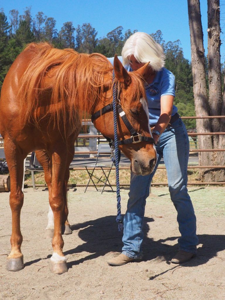 MastersonMethod's tweet photo. Interested in a life changing weekend? Join us Feb. 29-March 1 for a #BeyondHorseMassage #WeekendSeminar in Gilroy, California.
Take this opportunity to learn how to help your horse release tension & transform your relationship with your horse!
Register: https://t.co/YXWajOz9FZ https://t.co/jkRC0OFSHo