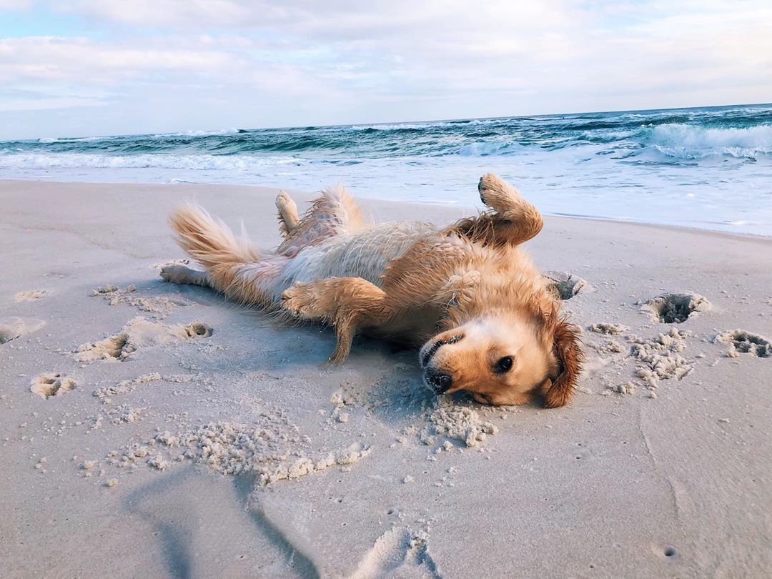 VisitPensacola's tweet photo. Weekend to do list say's @sacredpawspensacola 🐶 Comment below if you've taken your pup to #PensacolaBeach Dog Beach #ExperiencePcola #Clpets #FidoFriday #lovefl https://t.co/GpBIaceF31