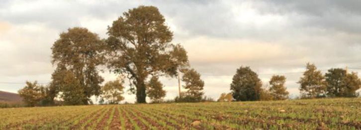 The prolonged rainfall 🌧️ experienced over the last number of weeks has significantly hampered the efforts of growers across the country to plant winter cereals 🌾
More Info👉 buff.ly/2qAa0Y9