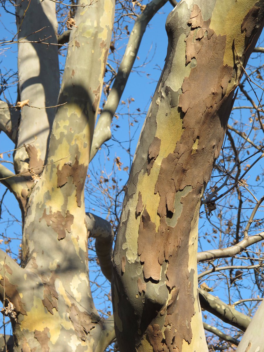 TREE_Fund's tweet photo. Is there anything lovelier than London planetree bark? 🥰🥰🥰
> > > #fridayfun #londonplanetree #londonplanetreebark #treefund #treeresearch #treeeducation #treeendowment #cultivatinginnovation #trees #urbanforest #treesglorioustrees #treesarelife #treesarethelungsoftheearth https://t.co/Z32m5S0kXw