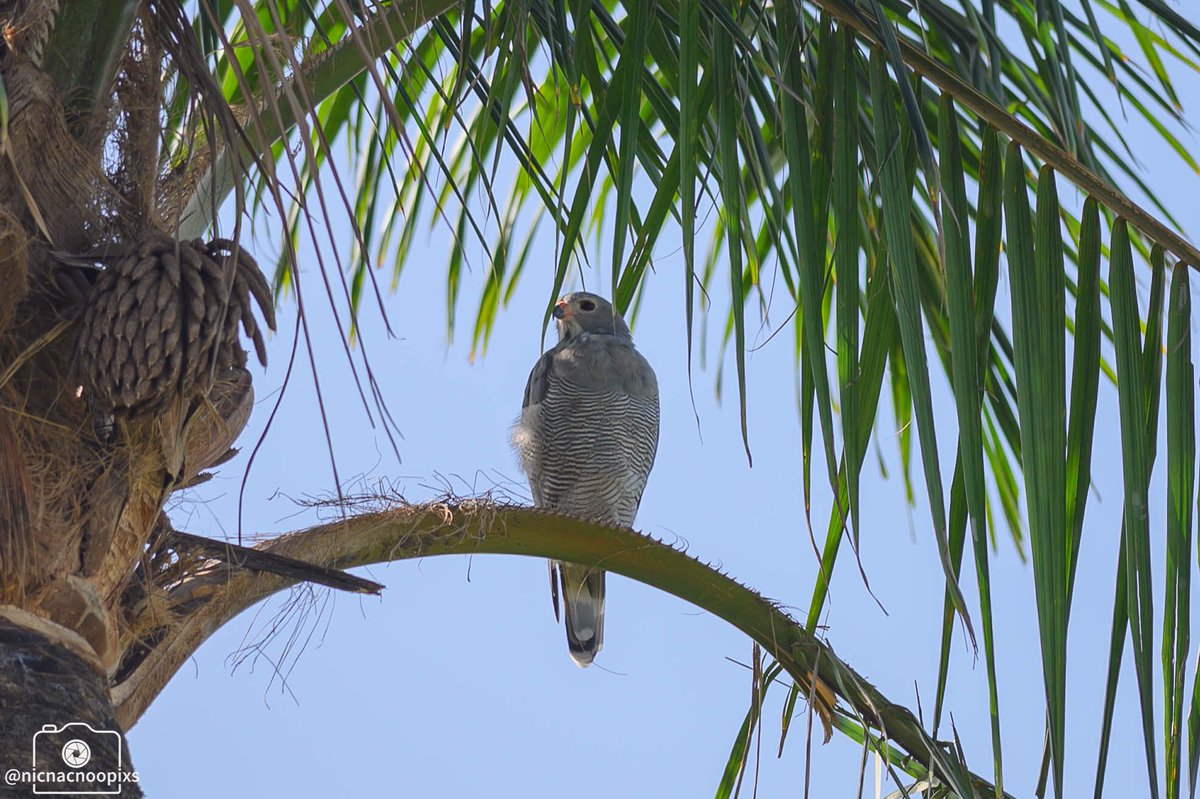 nicnacnoopixs's tweet photo. Highlight for me today was this Lizard buzzard sitting high up in a palm tree #lizardbuzzard #buzzard #raptors #birdsofprey #gambia #birding #wildlifeofafrica #birdsofgambia #wildlifephotography #nikonphotography #nikonz6 https://t.co/51j7GiUaj8