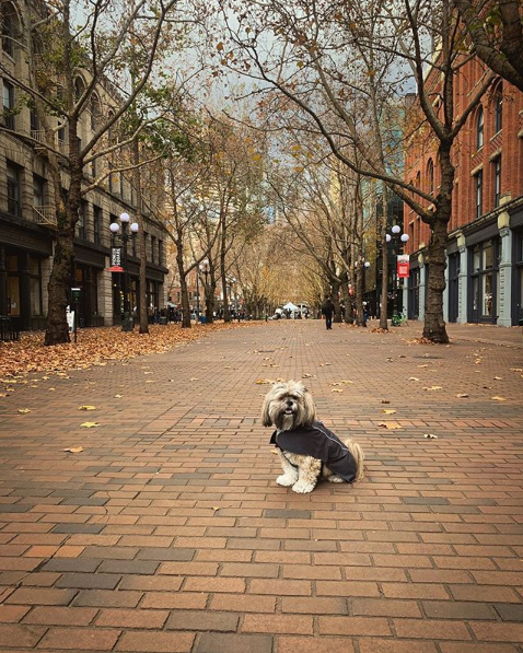 pioneersquare's tweet photo. The Seventh Annual Pioneer Square Howlidays is this Thursday. Grab a hot chocolate, let your pooch loose in the pop-up dog park, and take home a caricature. More info: https://t.co/T1NgUv11Nr https://t.co/SNdo3RAMxs