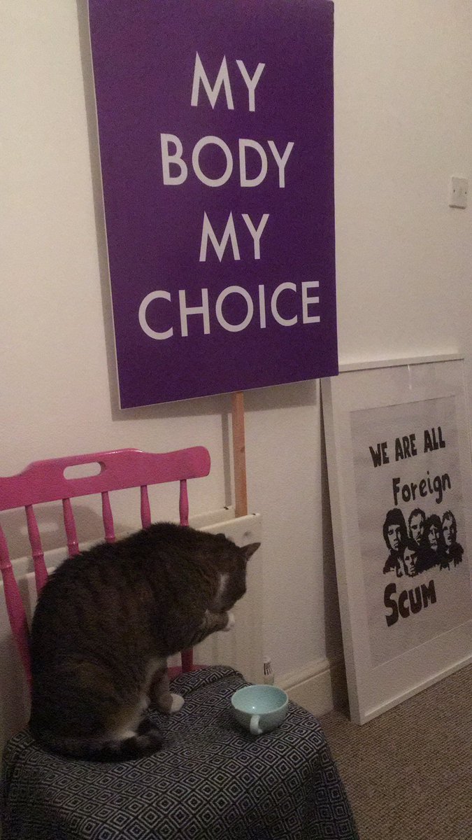 maybekatiejane's tweet photo. Political animal. #catsoftwitter #catsforchoice #futurabook #postnap #prenap https://t.co/E3km1VOPu4