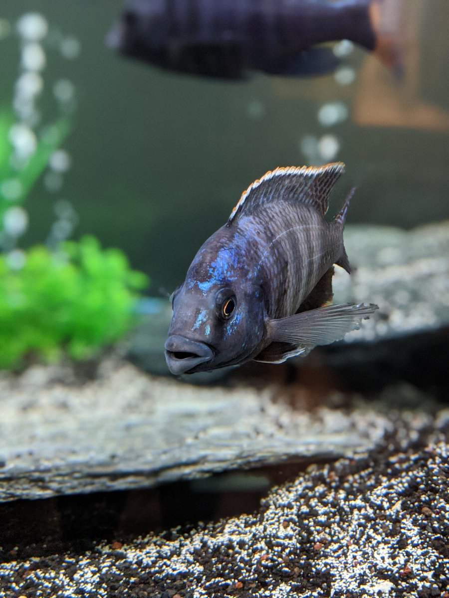 miss_sparkles11's tweet photo. Some new snaps of my beautiful fish. They're starting to color up nicely ๐ฅฐ #MyAquarium #CichlidKeeping #AddColorToYourLife https://t.co/PXc6QkalOG