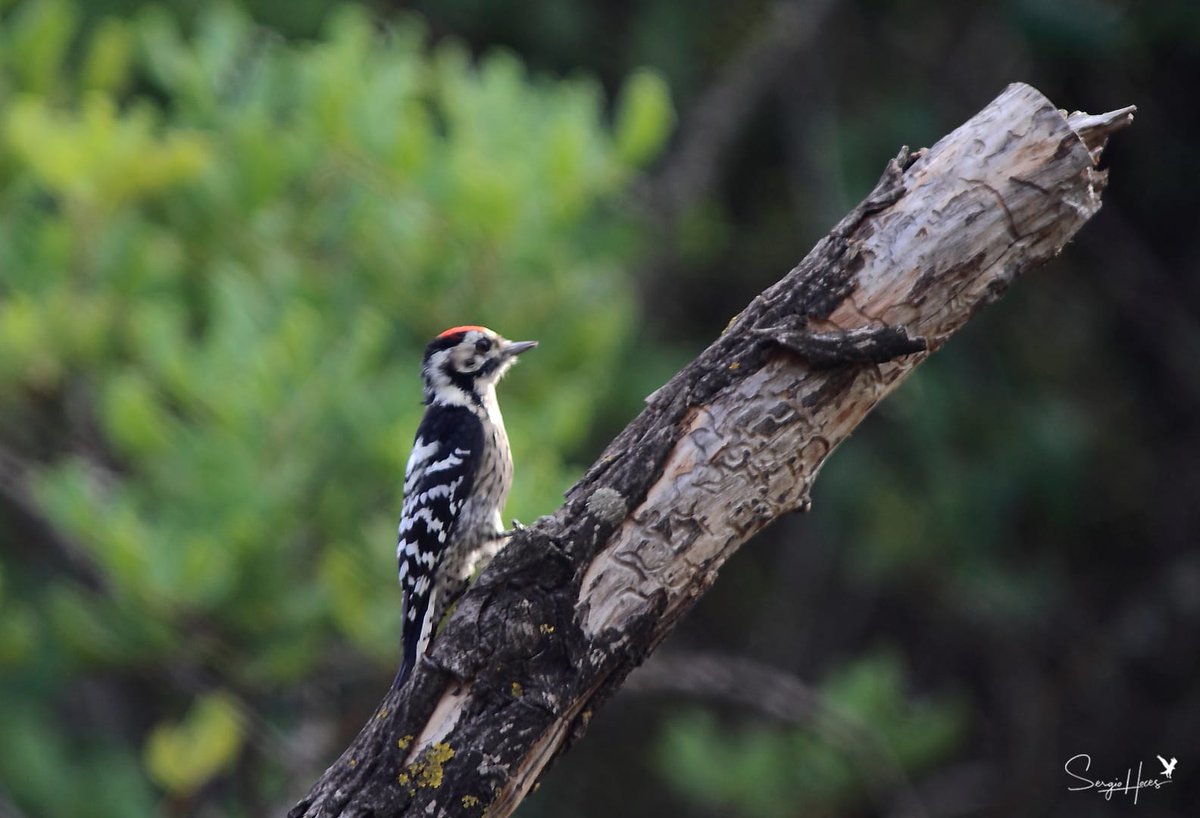 SOS Delta Llobregat tweet media