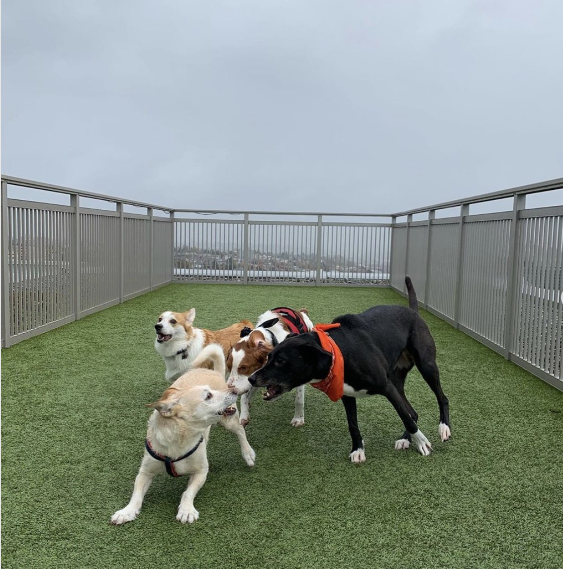 Get all your friends together, it's finally Friday!! 🐶
.
📸: @dogs_on_vacation (instagram)