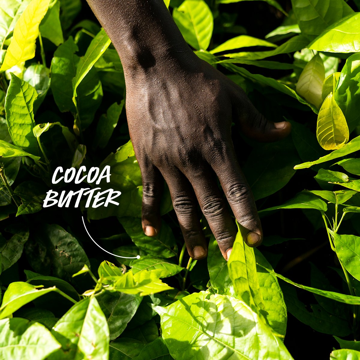 lushcosmetics's tweet photo. β We pride ourselves on the ethics behind our ingredients, like our cocoa butter. It's fair trade organic from North Kivu, Democratic Republic of Congo. β #GiftEthically
https://t.co/u31GCLWQkW https://t.co/h00cMyvFWz