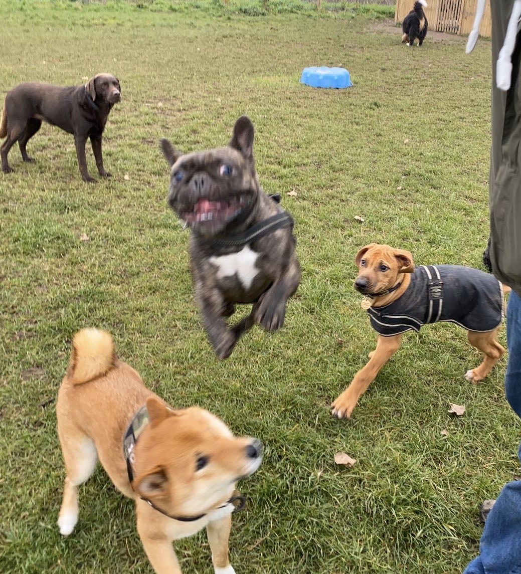 becki_price's tweet photo. No words needed π€¦πΌββοΈπ #flyingfrenchie https://t.co/7mtQk5ScXO