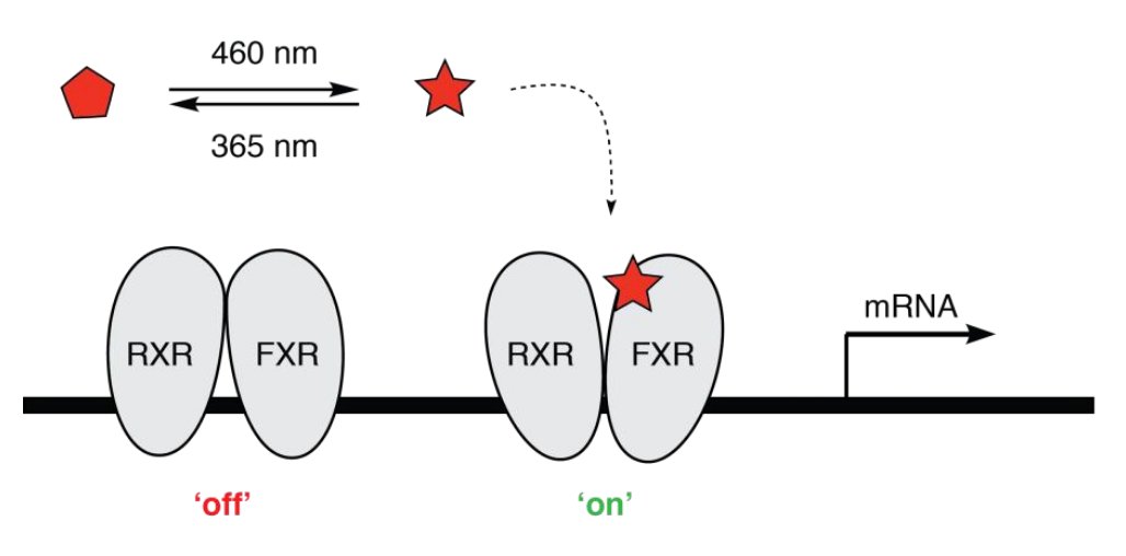 Introducing 'Photohormones' - photoswitchable hormone receptor modulators that enable optical control of NHR-dependent gene expression 

#chembio #photopharmacology #metabolism <a href="/DirkTrauner/">Dirk H. Trauner</a> <a href="/sabine_willems/">Sabine Willems</a> <a href="/nyuchemistry/">NYU Chemistry</a>

pubs.rsc.org/en/Content/Art…