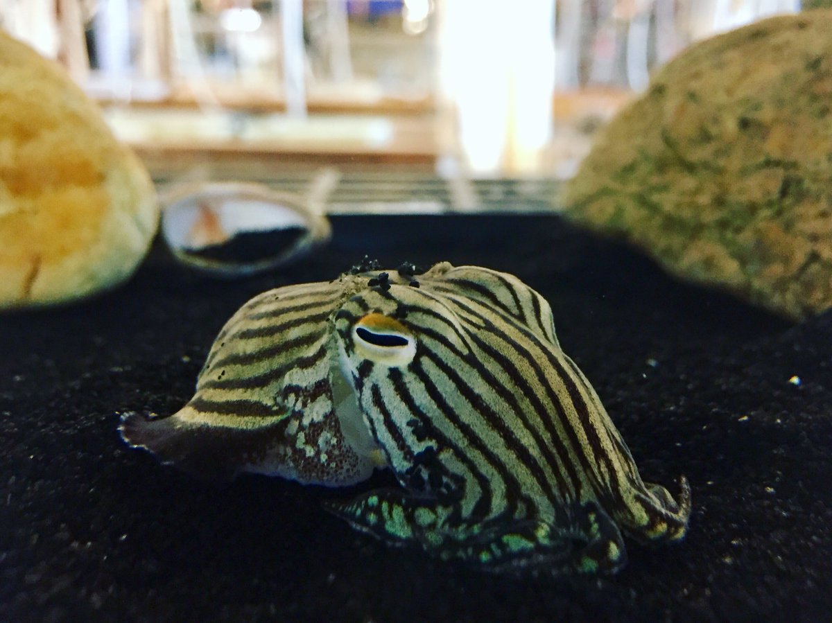 The striped pyjama squid, Sepioloidea lineolata, spends much of its time buried beneath the substrate 🦑 Here, we get a glimpse of an adult S.lineolata out of the sand and showing off its namesake 🌟