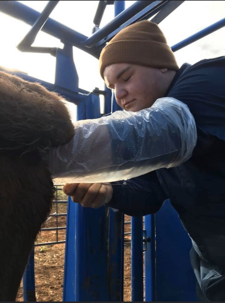 WECHSFFA's tweet photo. “Going in, or coming out?”

Two of our WECHS FFA members, Hunter and Hardin (plus sister Karah) all got shoulder deep in a cow and because certified you artificially inseminate cattle! Congratulations, and never forget those gloves! https://t.co/6D4SSUkTq3