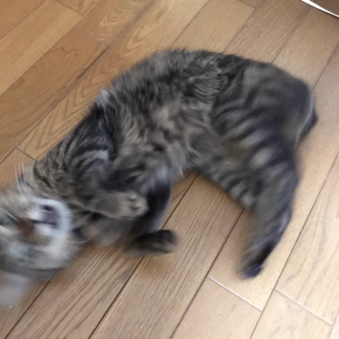 @mugi_the_world 【特定しました】 