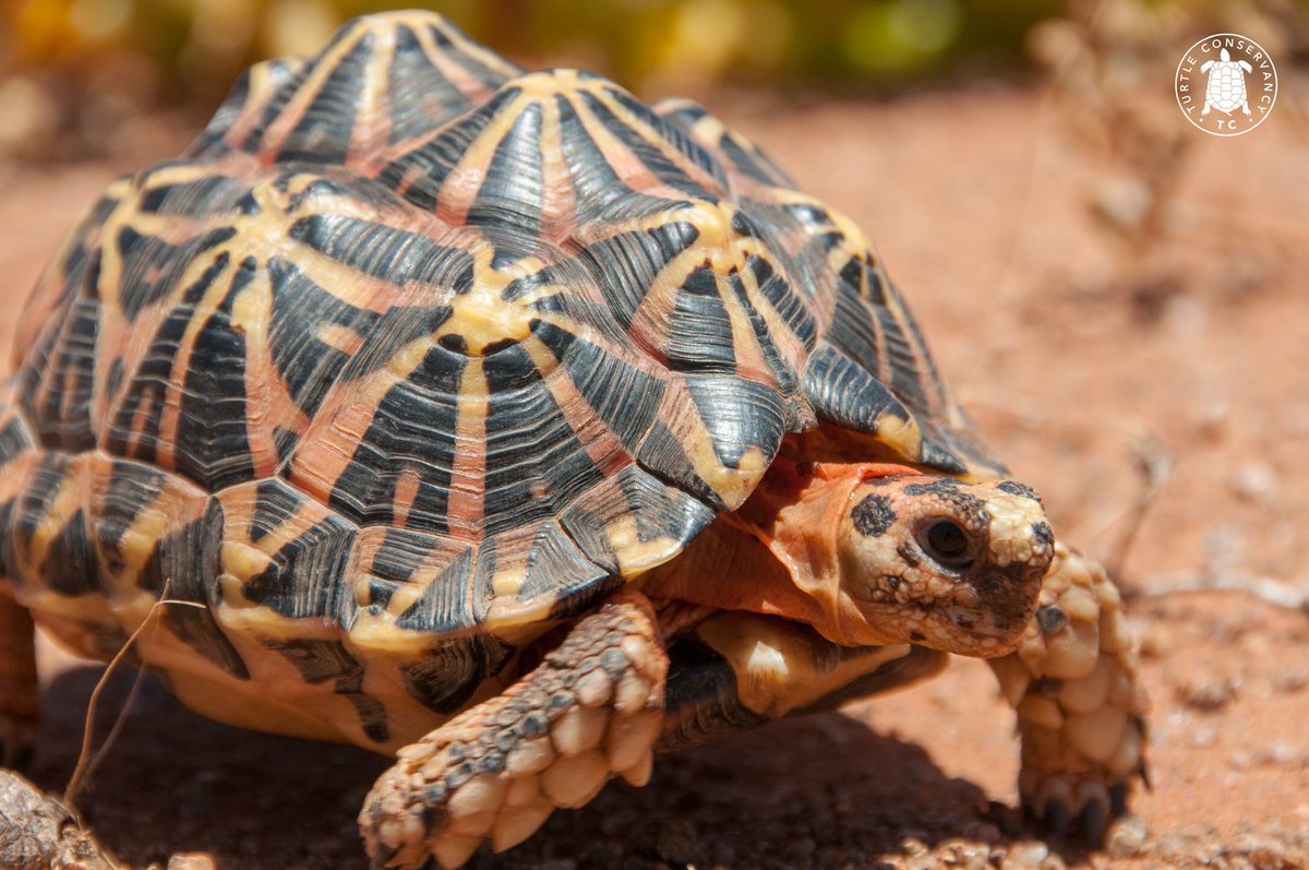 Turtle Conservancy Auf Twitter A Beautiful Tent Tortoise Psammobates Tentorius Trimeni Glowing In The Bright African Sun They Are Becoming Increasingly Rare Due To The Destruction Of Their Habitat And Illegal Collection