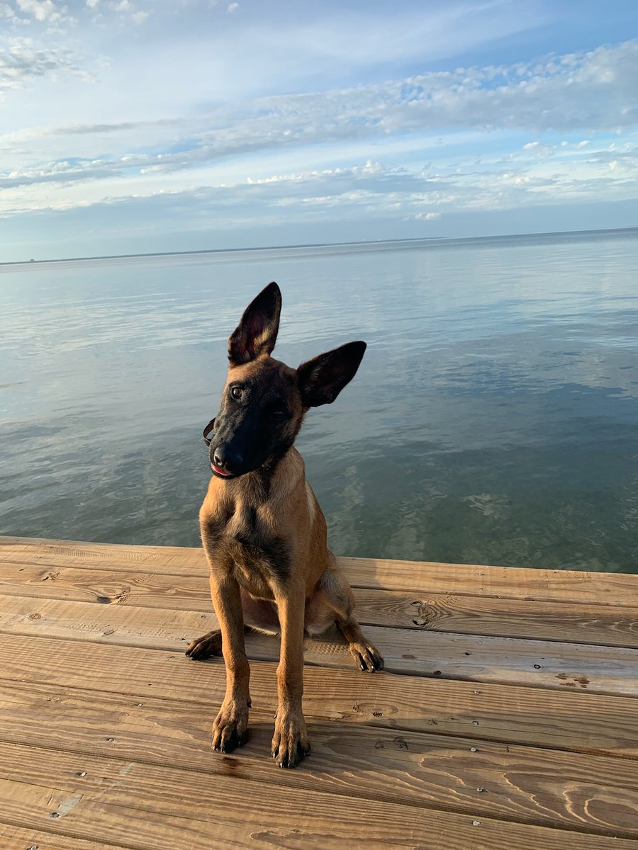 Two-weeks of Off Leash K9 Training for our puppy Zara. She's doing great. #BelgianMalonois