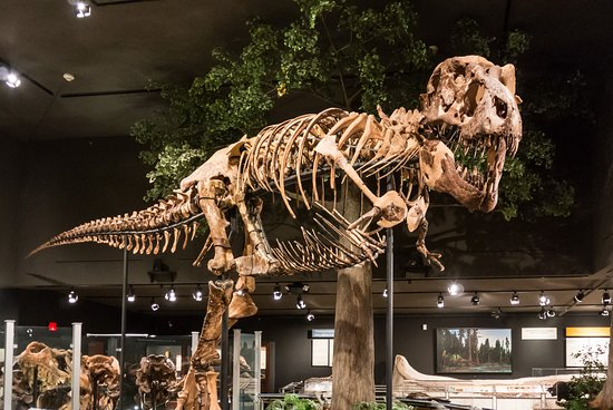 sbmaxeyhouse's tweet photo. #Museum30 today's theme is Dream Museum! Today, we get to share a few a favorite museums from around the country. Some of ours- the Museum of Science and Industry and Hull House Museum the Smithsonian Museum of Natural History and the Museum of the Rockies.
#MaxeyHouse #SBMH https://t.co/EsNHt45dS9