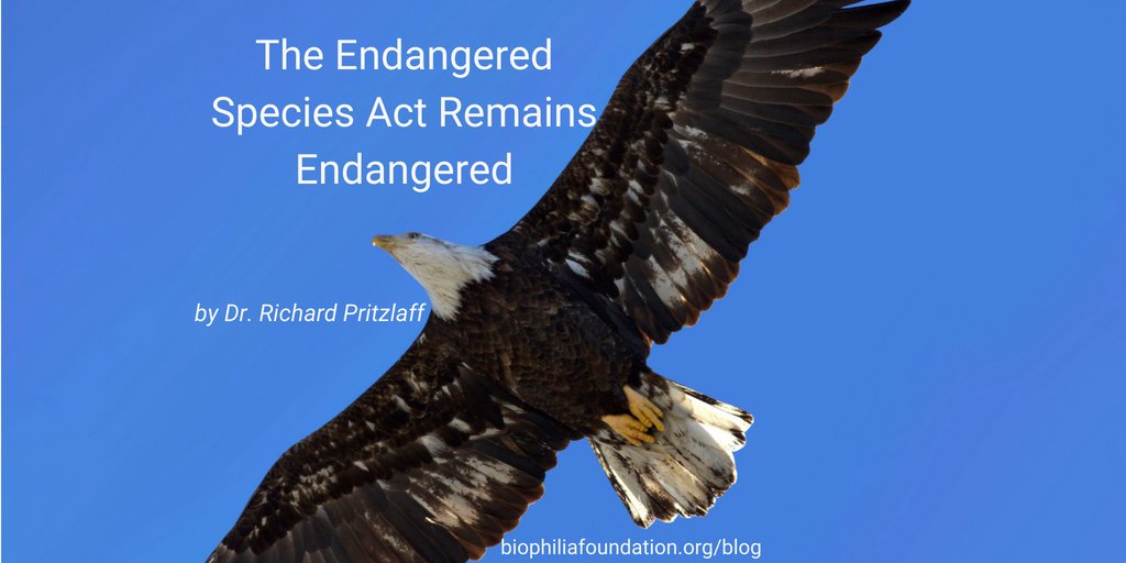 BiophiliaFd's tweet photo. [BLOG POST] Endangered Species Act Remains Endangered https://t.co/Kn7flgbfuQ "...one of the most important laws in the world protecting biodiversity, or that it has been 99% effective in preventing species extinction." https://t.co/Q7Qgkvl2BR