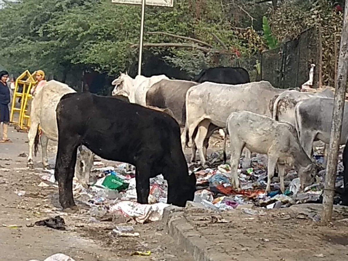 SanghiSwati's tweet photo. It's not just their plight ,but our #apathy, and the complete absence of responsibility by authorities which are paid by taxpayers money,to do their duty! That #animaks suffer because of our excesses is another matter! @myogiadityanath @narendramodi #municipalauthorities ! https://t.co/txyAXD88lH