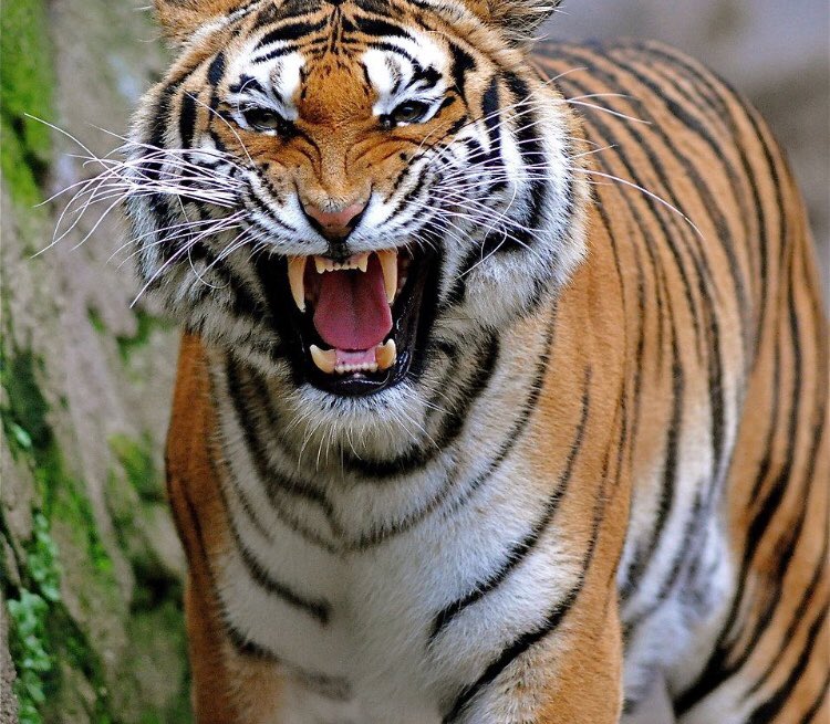 barstool_DCHS's tweet photo. Valley in the regular season🐅 vs valley in the dome every 5 years🐱 https://t.co/1ZJ5DRj2AH