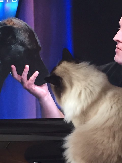 _1Melanie1_'s tweet photo. @OfficialLivePD Bella Blue is a #LivePD Super Fan. Here are just a few of her favorites. @K9Flex_JPD @danabrams @Sean_C_Larkin @marklaureano989 #LivePDCatNation #LivePDNation #FelineUnit 💙🚔😺🐾💙 https://t.co/afIrqQi8qq