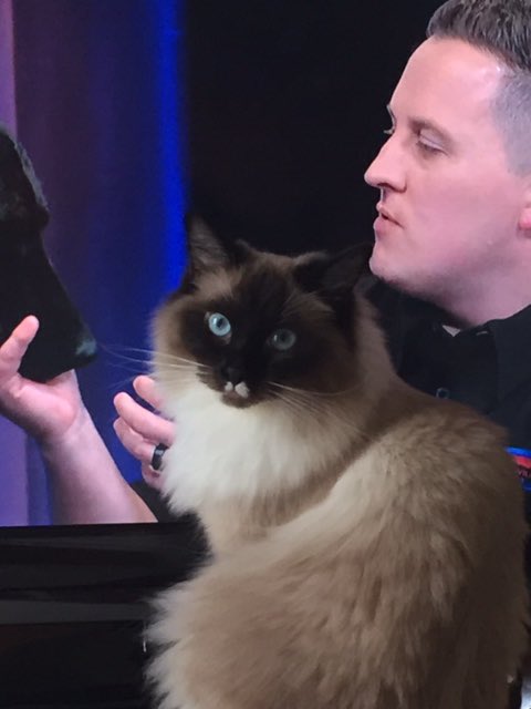 _1Melanie1_'s tweet photo. @OfficialLivePD Bella Blue is a #LivePD Super Fan. Here are just a few of her favorites. @K9Flex_JPD @danabrams @Sean_C_Larkin @marklaureano989 #LivePDCatNation #LivePDNation #FelineUnit 💙🚔😺🐾💙 https://t.co/afIrqQi8qq