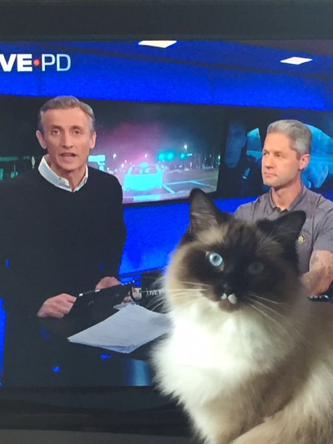 _1Melanie1_'s tweet photo. @OfficialLivePD Bella Blue is a #LivePD Super Fan. Here are just a few of her favorites. @K9Flex_JPD @danabrams @Sean_C_Larkin @marklaureano989 #LivePDCatNation #LivePDNation #FelineUnit 💙🚔😺🐾💙 https://t.co/afIrqQi8qq