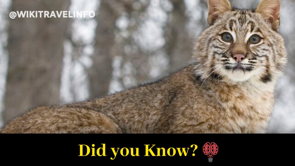 WikiTravelInfo's tweet photo. Did you know?

Although the bobcat is rarely seen, it is the most common wild cat in North America.

Facebook:- @wikitravelinfo
Instagram:- @wikitravelonfo
#bobcat #cat #wildanimal #lion #tiger #pet #cuteanimals #wild #wildlife #Didyouknow #fact #factoftheday #smackdown #SDLive https://t.co/jPGJFHGzMu