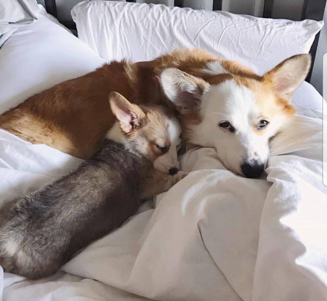 GordonFetcher's tweet photo. RT if you wish you were in on this cuddle party #corgi https://t.co/MnlFlTtFW0