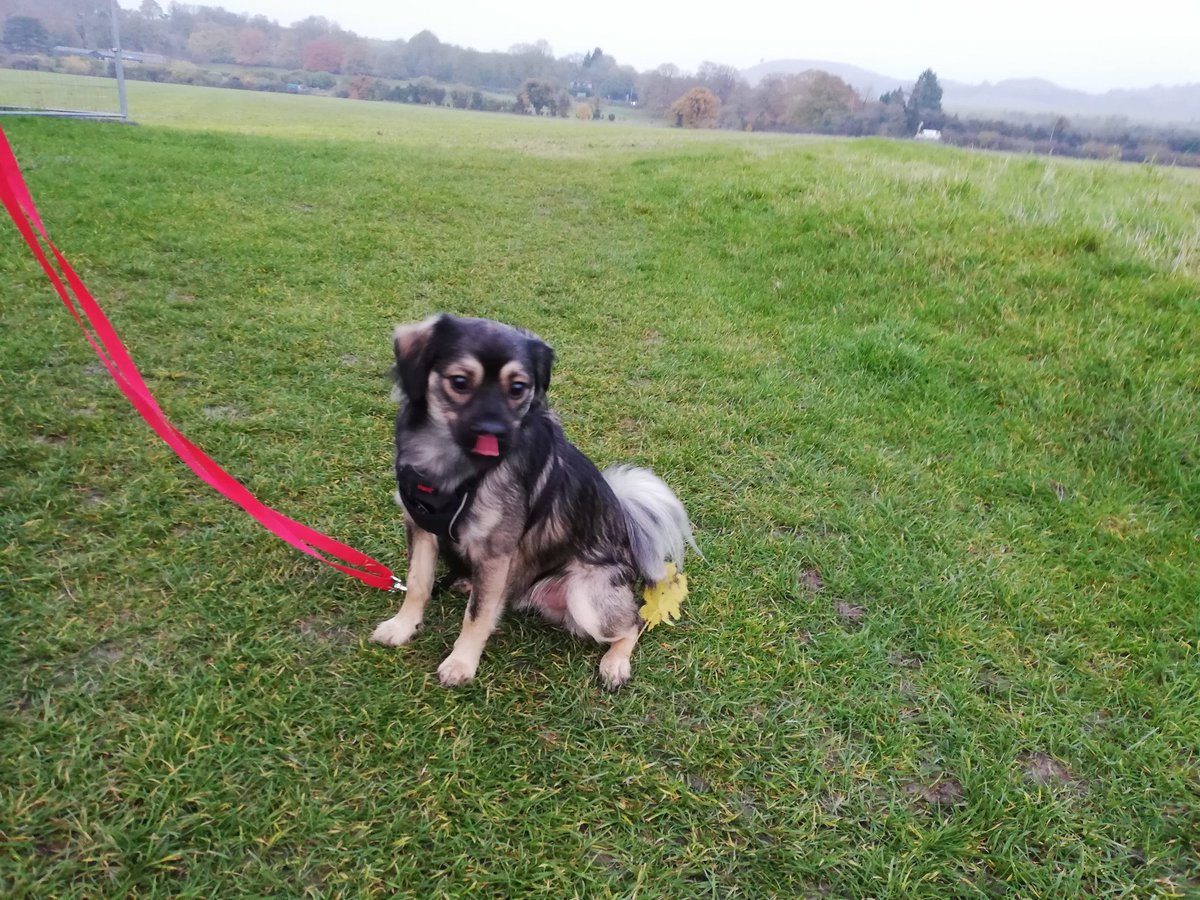 FreyjaMarsh's tweet photo. Cheeky Ragnar poking out his tounge 😝🐕 https://t.co/cdChfYaTHL