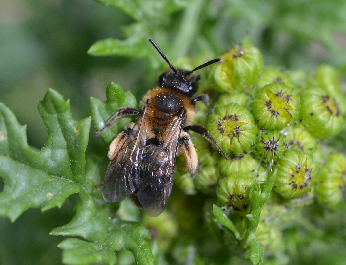 Britnatureguide's tweet photo. #ourworldisworthsaving for the birds, bees and butterflies. So let's save it for them, and for us. https://t.co/Bve81r71bp