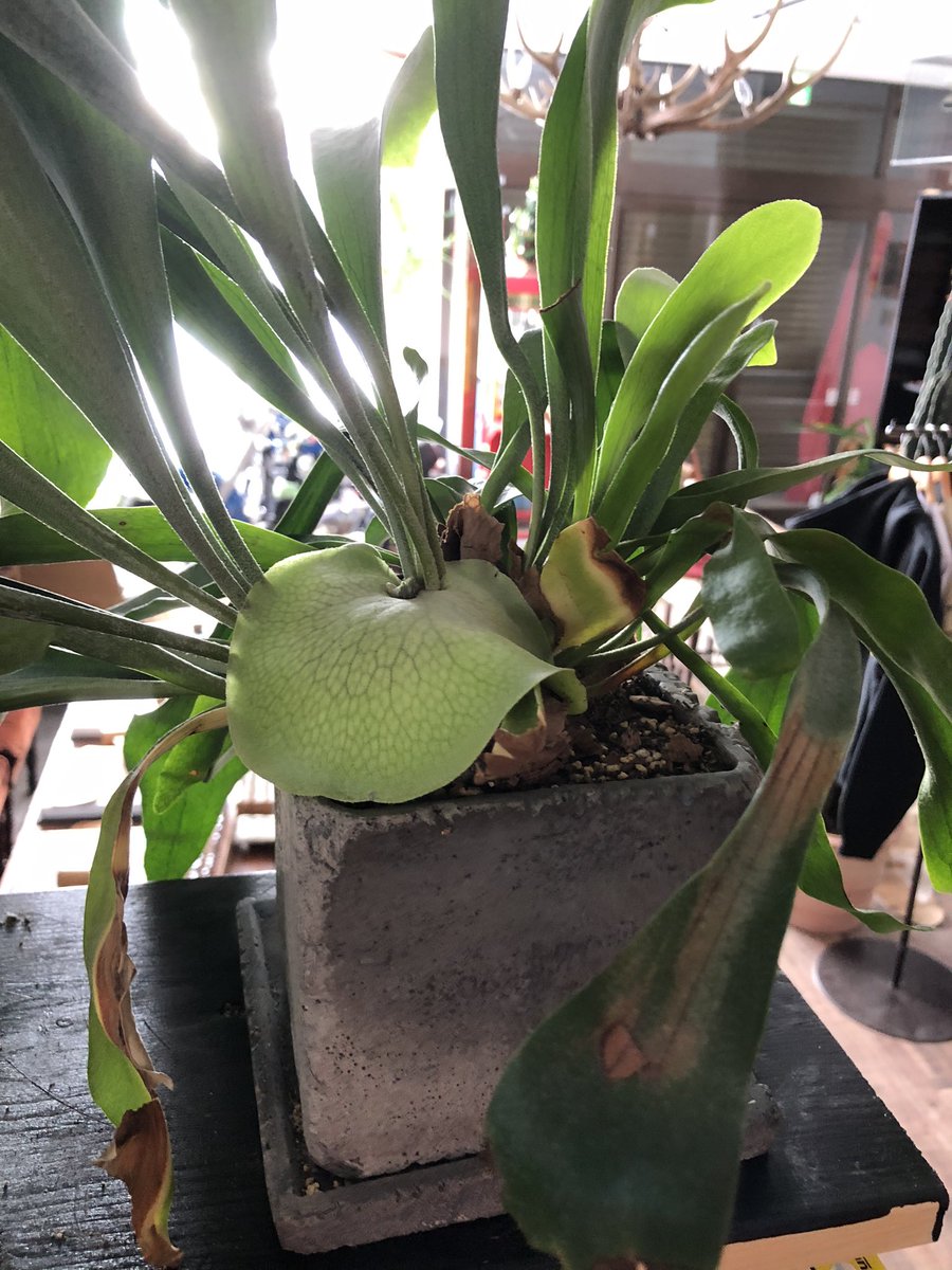 ビカクシダのある生活