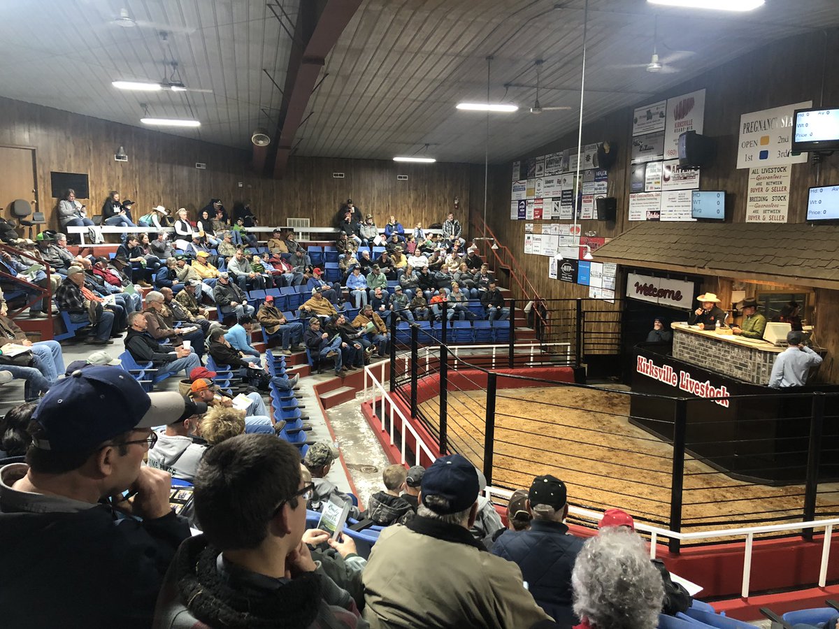 MizzouRepro's tweet photo. Quite the crowd for the North Central Missouri Show-Me-Select replacement heifer sale tonight! #BreedingBetterBeef #ShowMeSelect #ExtendMU #2xAg2030  @MOLivestock https://t.co/DQj8tCr6cf