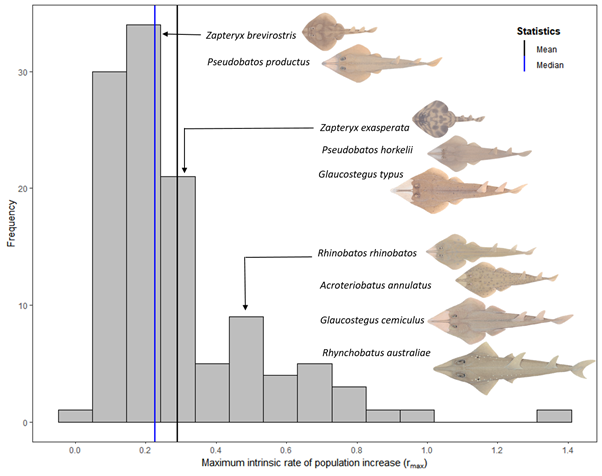 First #PhD chapter is published! 🙌 We estimated the theorectical population productivity of #wedgefish, #giantguitarfish and other species to infer their recovery from population declines if fishing mortality is low  #sharkscience #rayconservation journals.plos.org/plosone/articl…