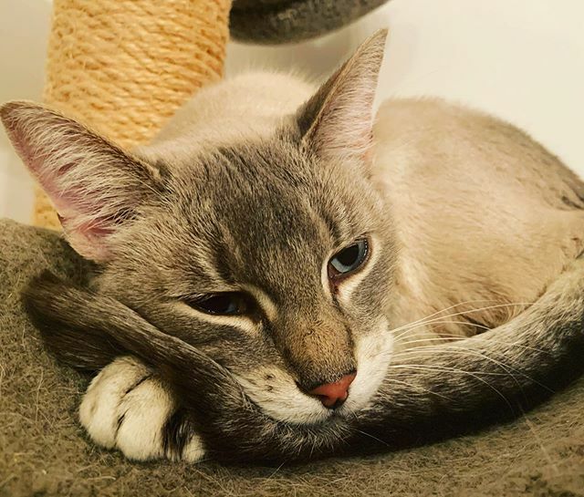 vt4cats's tweet photo. TGIF from Thoreau (aka Maaa)! How about this adorable new tail position? #tgif #abyssiniancatsofinstagram #siamesecatsofinstagram #vermontcatlife https://t.co/5LTf2KY3xF https://t.co/yj0OdXm1b3