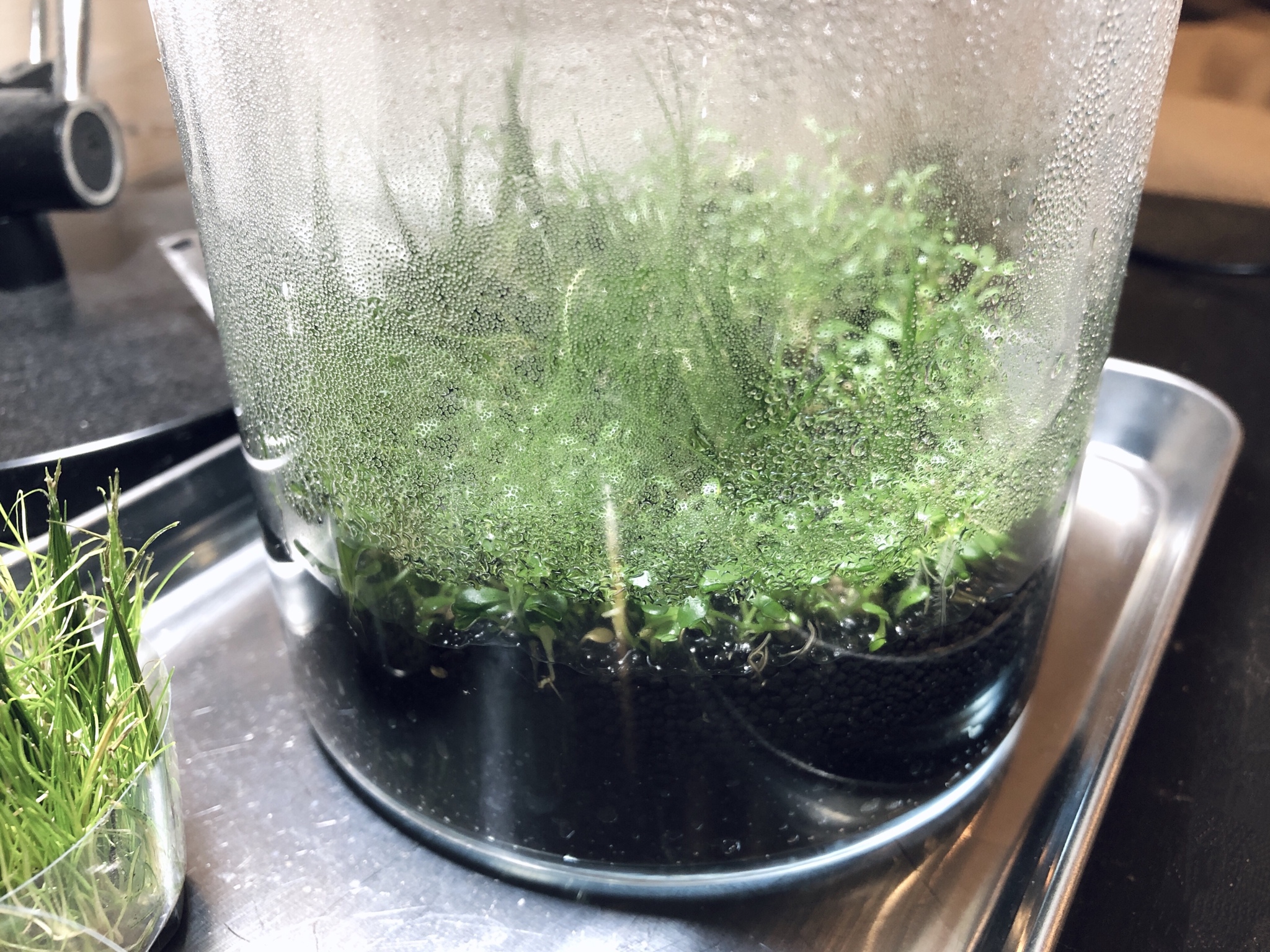網 例の水草 ミスト式で10日経って 根が張って展開してきてくれたので成功です 流木だけカビ出たので取り除いて洗って干した 枯れた部分取り除いて 注水するかな T Co Sioty8clfy Twitter
