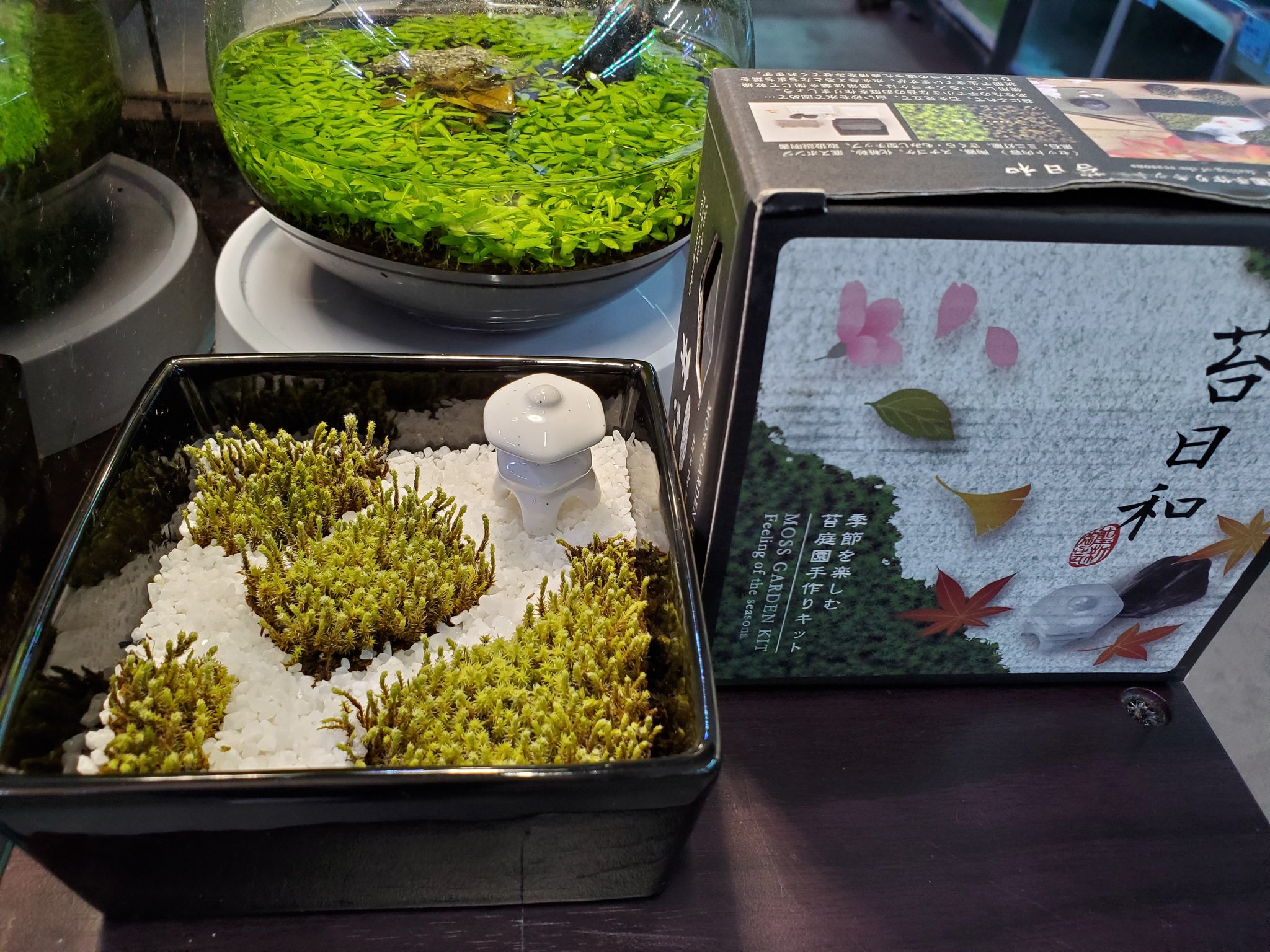 みつい園 本日も 限定イベント開催中 ブラックフライデー企画 Open 閉店までの間 いろいろやります 店頭やtwitterを要チェック ブラックフライデー イベント みつい園 福山 ヤマトヌマエビ 苔日和 T Co Jggnscelkm Twitter