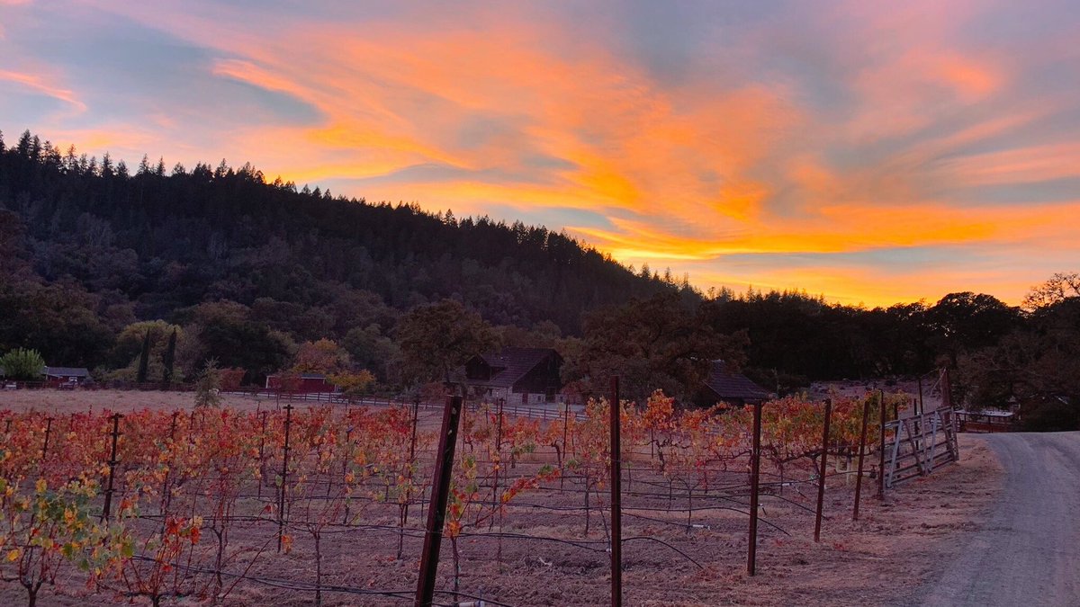 seaveyvineyard's tweet photo. The vibrant fall colors of the vineyard mimic those of the striking sunset this evening above Seavey Vineyard. As the days grow shorter, the leaves become sparse as the vines prepare themselves for winter hibernation. #SeaveyVineyard #fallinthevineyard #NapaValley https://t.co/jFNlJUChD3
