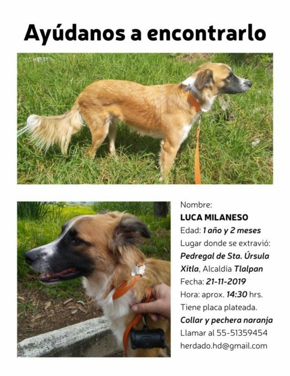 #SeBusca #BuscandoALuca  #macho #Perro #perdido  #Tlalpan   <a href="/herdado/">@herdado</a> <a href="/PerdiDogsCDMX/">Perros Perdidos CDMX</a> <a href="/UbicapetMexico/">UBICAPET MÉXICO</a> <a href="/UbiCanApp/">UbiCan</a> <a href="/Lacasadelsalchi/">La casa del perro Salchicha CDMX</a> <a href="/lawera33/">Perros Encontrados sin su dueño</a> <a href="/Unidos_Buscando/">¡Ayúdanos a encontrarlos!</a> <a href="/fellpudito/">Israel González</a> <a href="/MascotasSismo/">Mascotas Sismo</a> <a href="/perrososmx/">🅿🅴🆁🆁🅾🆂🅾🆂🅼🆇</a>  <a href="/Apoyo_Croqueton/">Apoyo Croquetón</a> <a href="/PpEncontradosMx/">PerrosEncontrados</a> <a href="/PrrosPerdidosMX/">PerrosPerdidosMx</a>