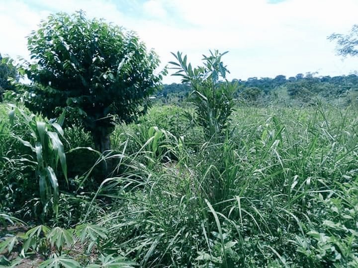 butchaks's tweet photo. Deal of the year
#2acres for sale in #Matuga https://t.co/Yhae8QGi6b is 10km from Matuga  
65m.
Mailo land title available
power available within the land.
+256753004364
mpindirp500@gmail.com https://t.co/nnqZAnx2sJ