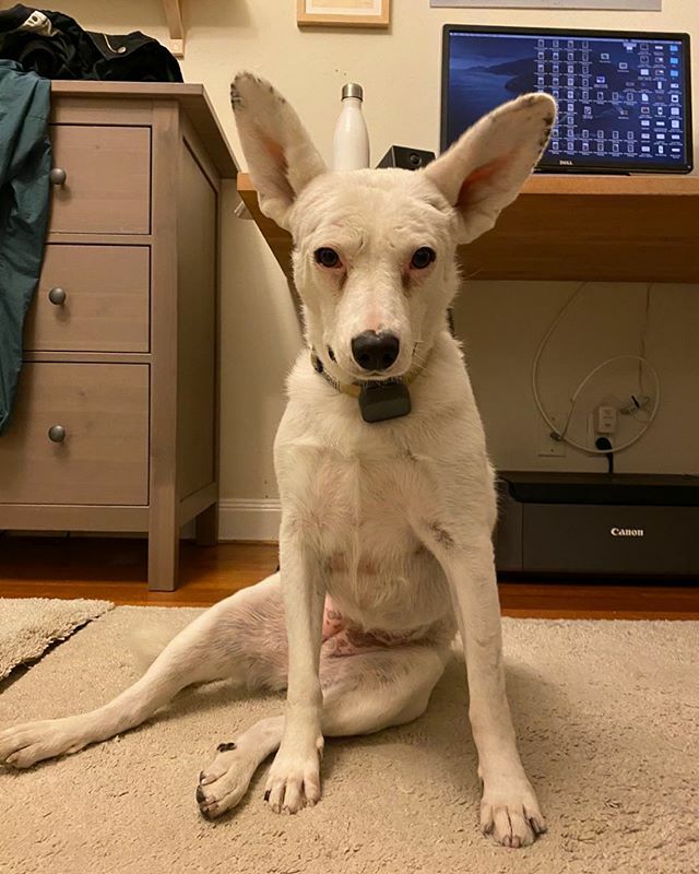 IndieOnTheGo's tweet photo. Will sit for treats👀 https://t.co/GWXyKXNLKY https://t.co/BPnKXsI1ip