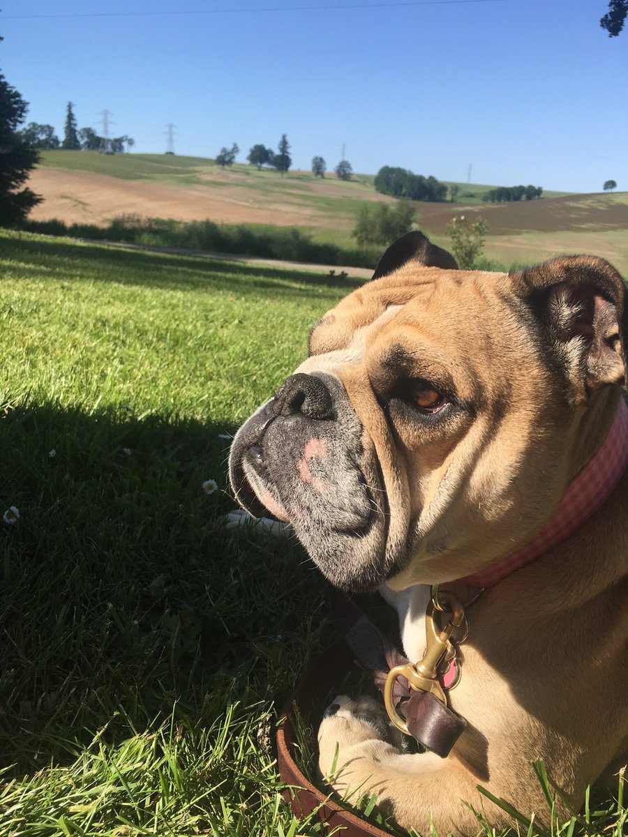 gregtammyl's tweet photo. @BaggyBulldogs Wine tasting with my owners in #WillametteValley #Oregon #SallyPorkChop https://t.co/fzHtEtKGVM