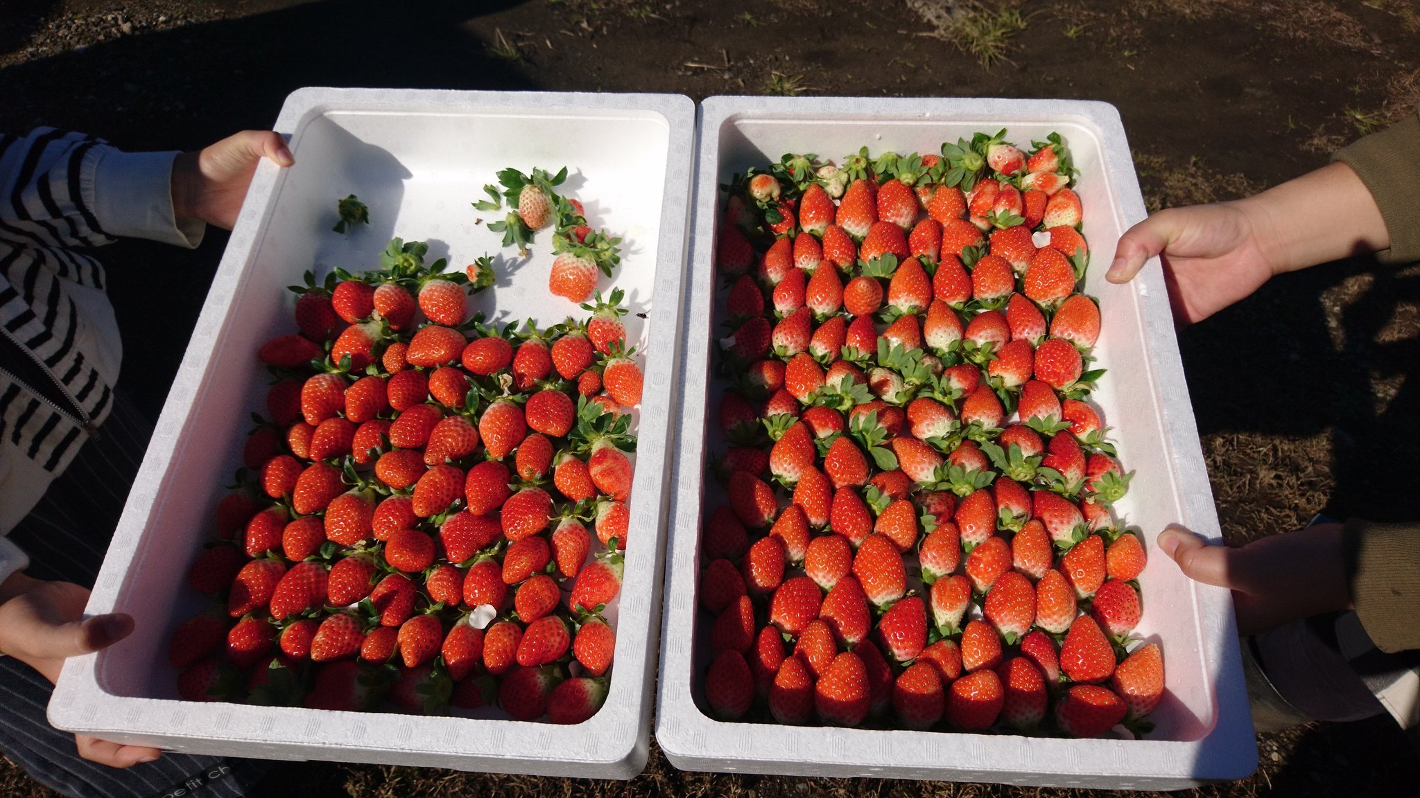 Smilesanta すまさん お客様から美味しいの声頂いております Ichigo Biyori55 Twitter