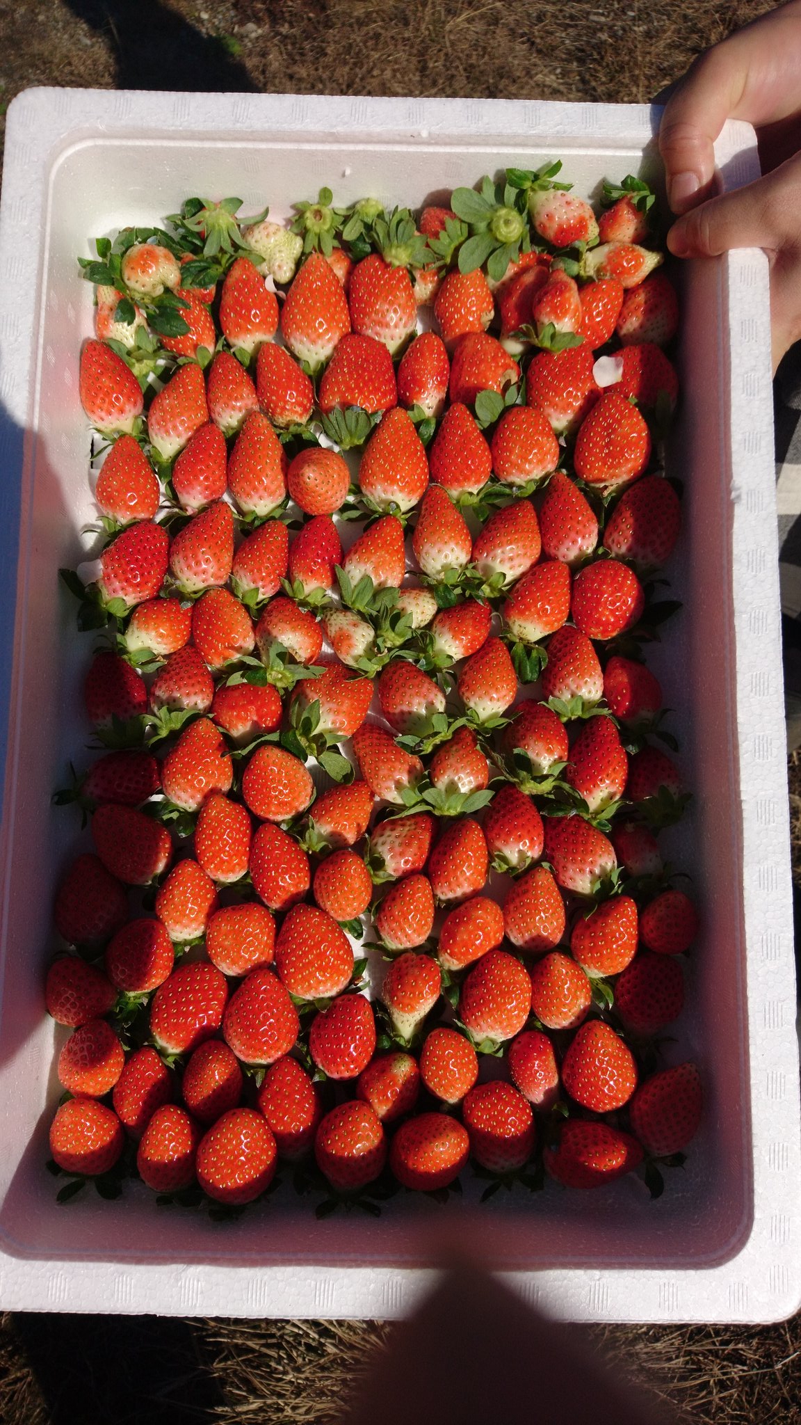 Smilesanta すまさん お客様から美味しいの声頂いております Ichigo Biyori55 Twitter