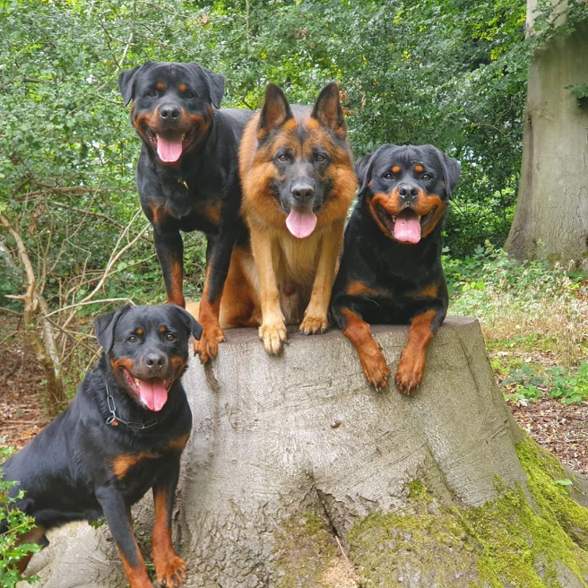 Reposting @chaperonek9: 
…
'That’s some squad 🔥 🔥 🔥 
#ck9 #chaperonek9 #familyprotectiondogs #familyprotection #workingrottweiler #rottiesofinstagram #gsd #germanshepherd @debbiewhitleyck9'
#rottweilermagazine