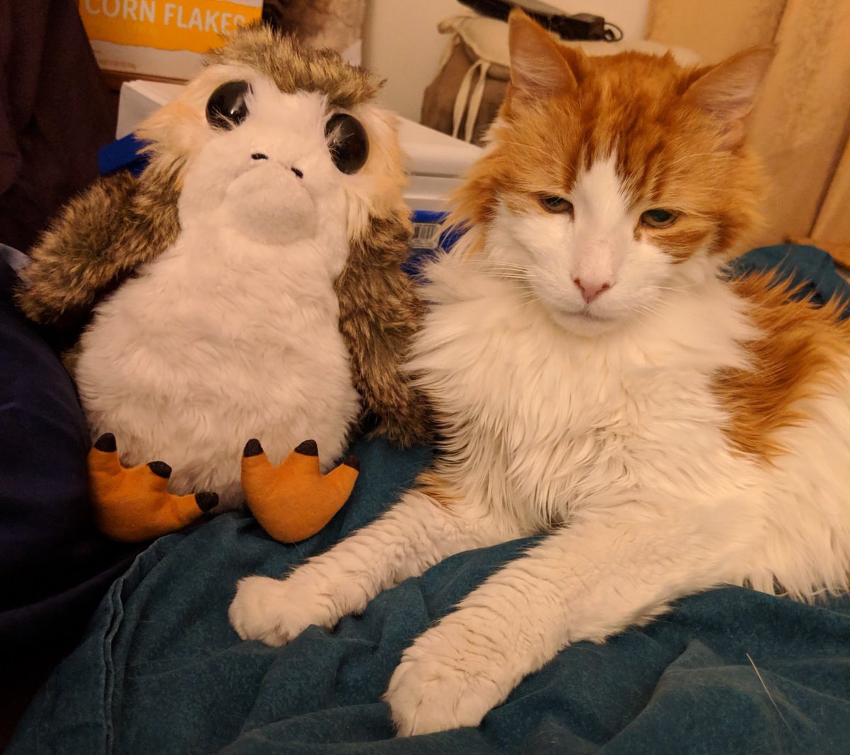 Porgtato's tweet photo. @TNooler I have a friend named Chewie, too. But if he steps on my belly I cannot help making a noise and he does not stay there. But he is a little bit bigger than me, anyway. He says that he weighs about 13lbs. I do not know how much I weigh.

All Chewies seem to look very soft! https://t.co/Ae1I5NhFll