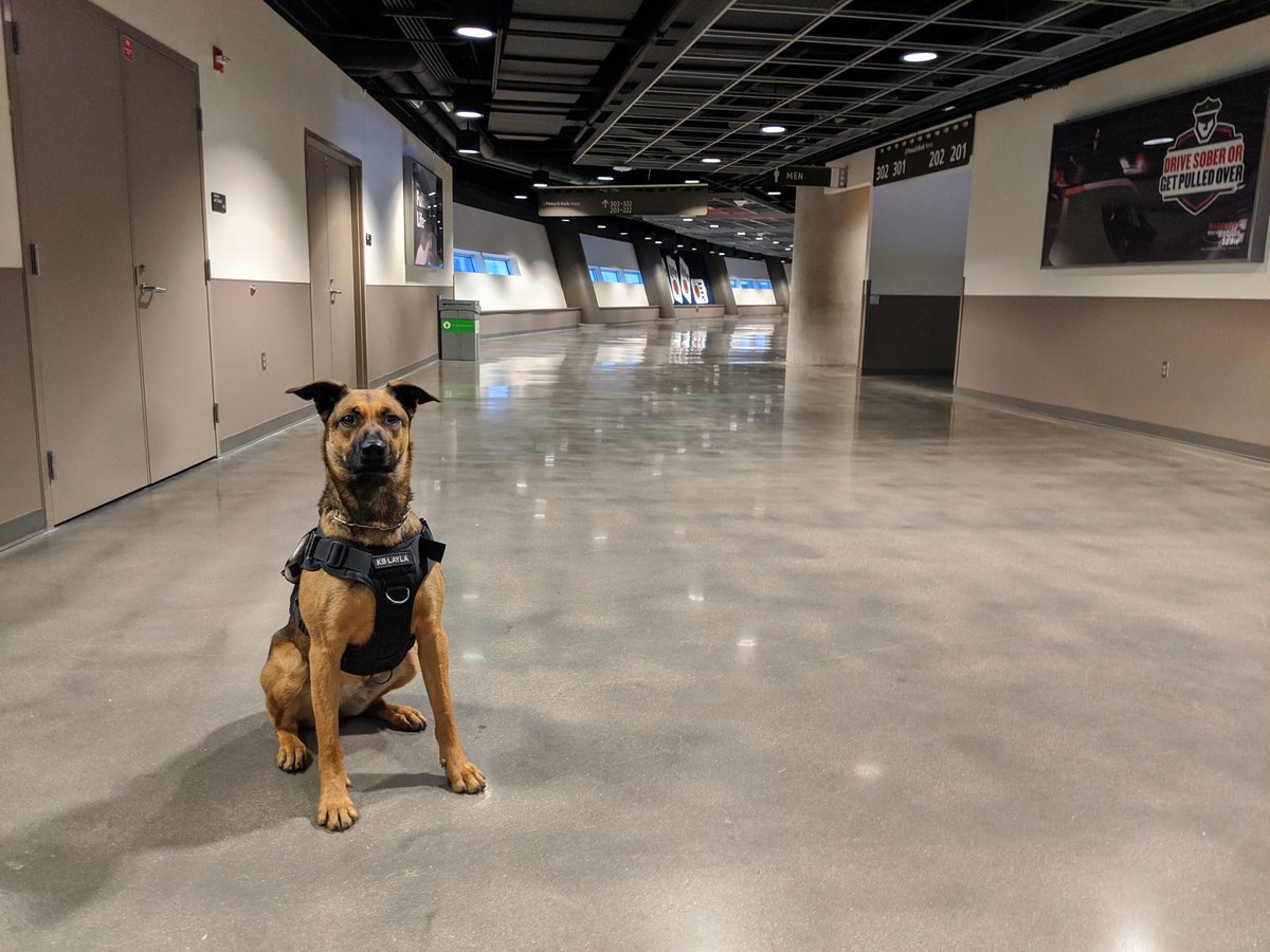 Look at all that open hallway....perfect for kong throws...you know what to do!