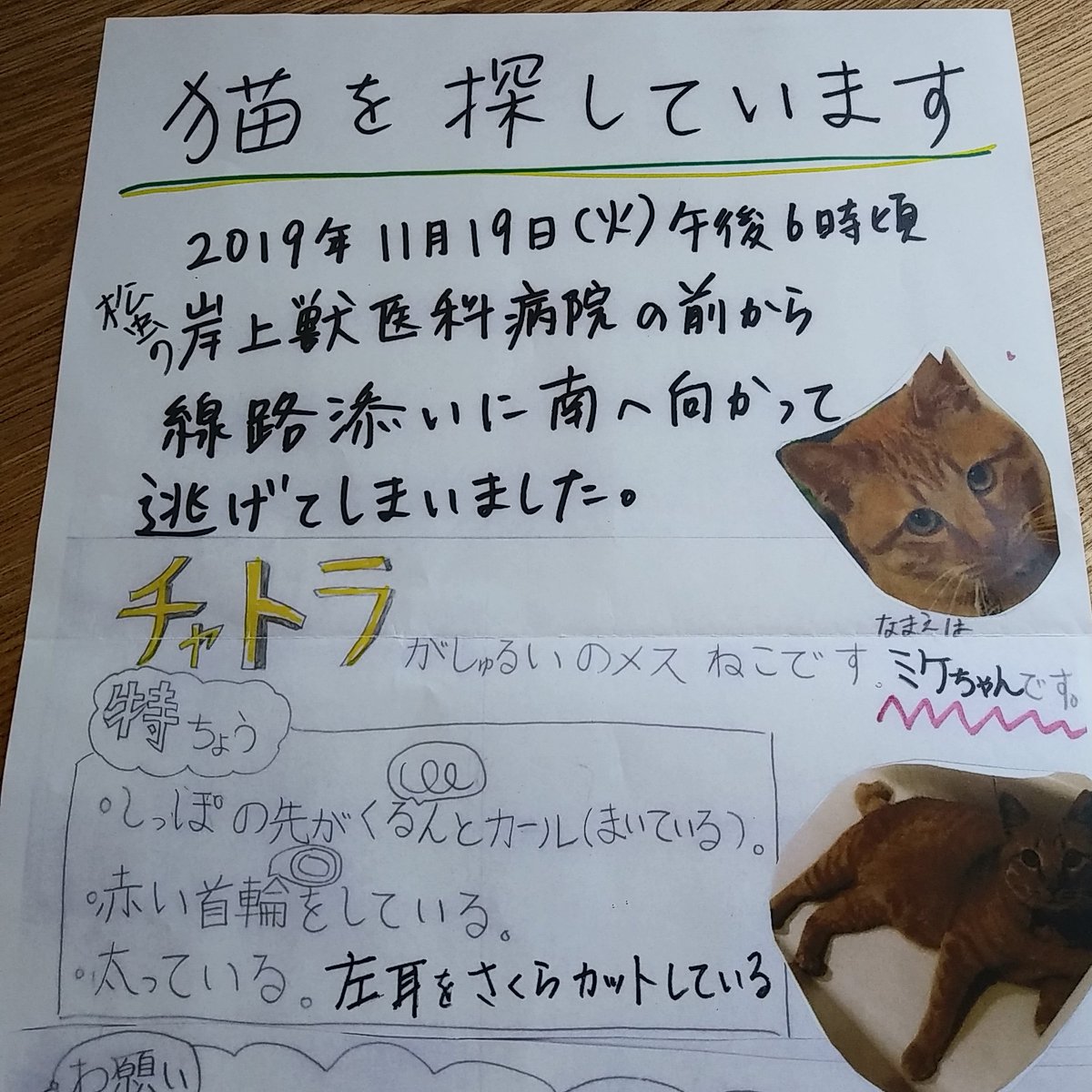 GelatooojiInfo's tweet photo. 昨日飼い猫が逃げた方がチラシを配っていて、うちの店にも置いていかれました。
茶トラのメスで、名前はミケちゃんだそうです。

ネコ飼いとしては、身につまされるばかりです。
松虫の近くで、茶トラのシッポがくるんと巻いた赤い首輪をした猫を発見した方は阿倍野警察までご連絡お願いします。 https://t.co/WcJtB7wQnN